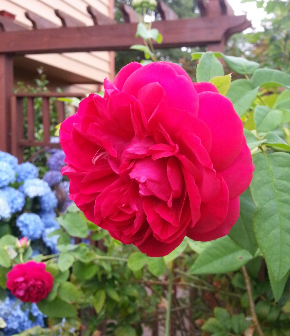 photo 20140720_102935-1_zpslnmchu4s.jpg